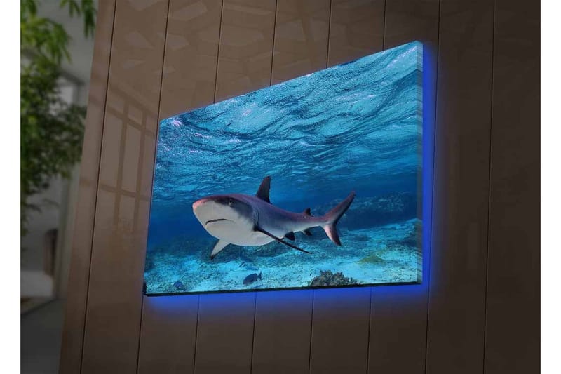 Lerretsbilde med LED-belysning - Hai som svømmer i klart blått vann - Blå / Grå / Hvit - Innredning - Bilder & kunst - Lerretsbilder