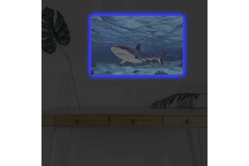 Lerretsbilde med LED-belysning - Hai som svømmer i klart blått vann - Blå / Grå / Hvit - Innredning - Bilder & kunst - Lerretsbilder