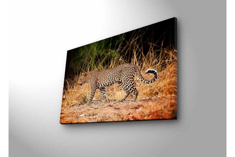 Lerretsbilde med LED-belysning - Leopard som sniker seg gjennom det tørre gresset - Gyllenbrun / Svart / Hvit - Innredning - Bilder & kunst - Lerretsbilder