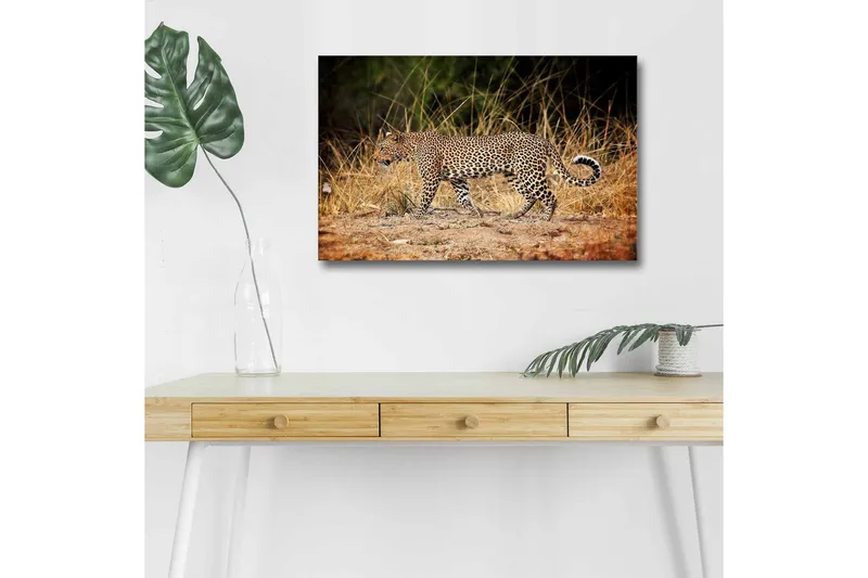 Lerretsbilde med LED-belysning - Leopard som sniker seg gjennom det tørre gresset - Gyllenbrun / Svart / Hvit - Innredning - Bilder & kunst - Lerretsbilder