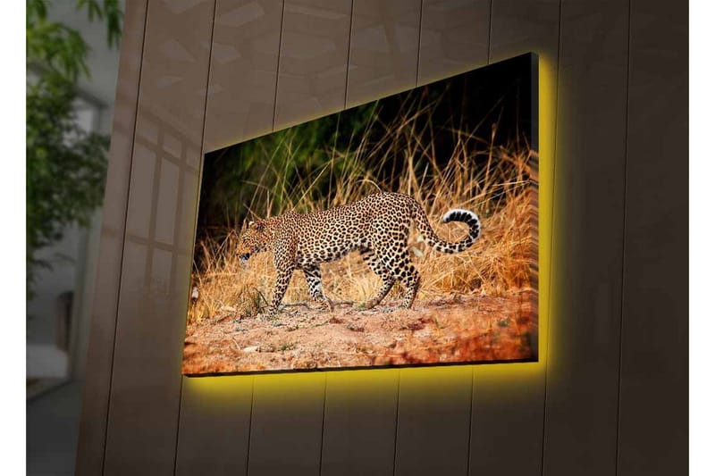 Lerretsbilde med LED-belysning - Leopard som sniker seg gjennom det tørre gresset - Gyllenbrun / Svart / Hvit - Innredning - Bilder & kunst - Lerretsbilder
