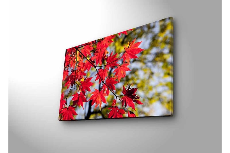 Lerretsbilde med LED-belysning - Lysrøde lønneblader som henger fra en gren - Rød / Grønn - Innredning - Bilder & kunst - Lerretsbilder