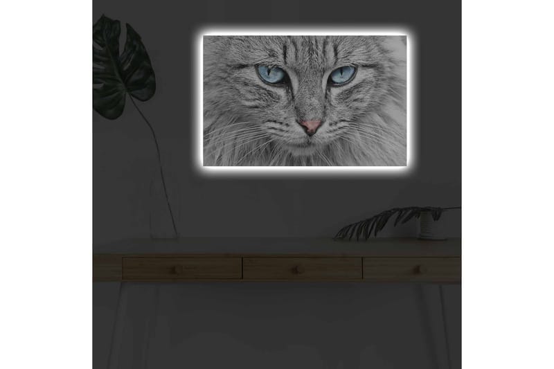 Lerretsbilde med LED-belysning - Nærbilde av en grå katt med blå øyne - Grå / Blå / Rosa - Innredning - Bilder & kunst - Lerretsbilder