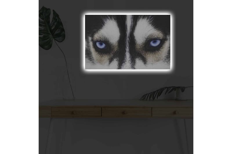 Lerretsbilde med LED-belysning - Nærbilde av en hund med intense blå øyne - Svart / Hvit / Blå - Innredning - Bilder & kunst - Lerretsbilder