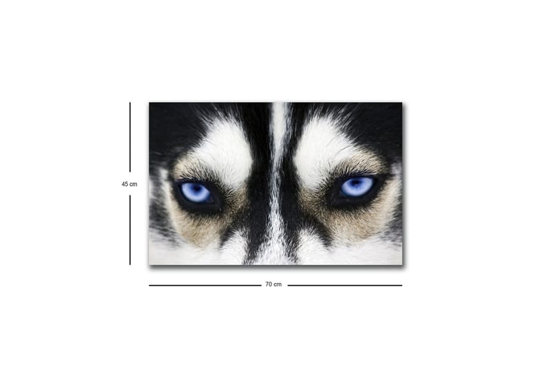 Lerretsbilde med LED-belysning - Nærbilde av en hund med intense blå øyne - Svart / Hvit / Blå - Innredning - Bilder & kunst - Lerretsbilder