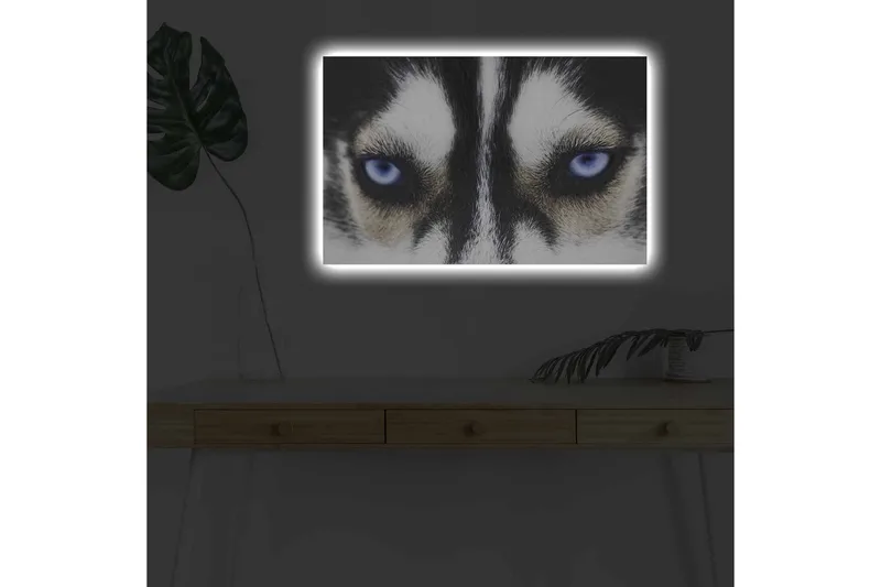 Lerretsbilde med LED-belysning - Nærbilde av en hund med intense blå øyne - Svart / Hvit / Blå - Innredning - Bilder & kunst - Lerretsbilder