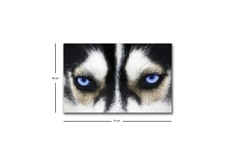 Lerretsbilde med LED-belysning - Nærbilde av en hund med intense blå øyne - Svart / Hvit / Blå - Innredning - Bilder & kunst - Lerretsbilder