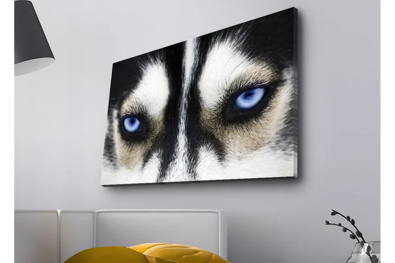 Lerretsbilde med LED-belysning - Nærbilde av en hund med intense blå øyne - Svart / Hvit / Blå - Innredning - Bilder & kunst - Lerretsbilder