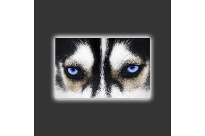 Lerretsbilde med LED-belysning - Nærbilde av en hund med intense blå øyne - Svart / Hvit / Blå - Innredning - Bilder & kunst - Lerretsbilder