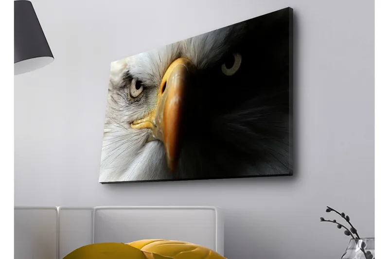 Lerretsbilde med LED-belysning - Nærbilde av en majestetisk ørn med intense øyne - Hvit / Svart / Oransje - Innredning - Bilder & kunst - Lerretsbilder