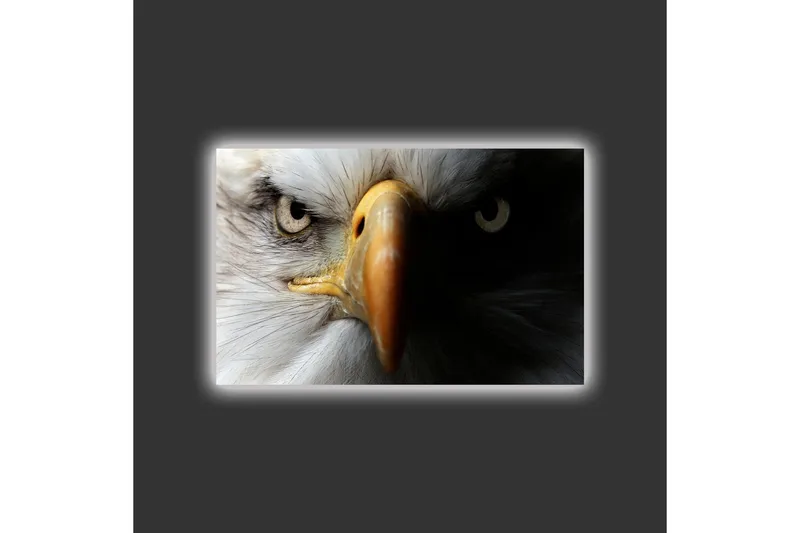 Lerretsbilde med LED-belysning - Nærbilde av en majestetisk ørn med intense øyne - Hvit / Svart / Oransje - Innredning - Bilder & kunst - Lerretsbilder