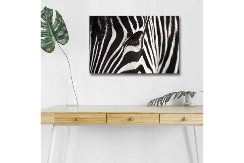 Lerretsbilde med LED-belysning - Nærbilde av et sebraansikt med tydelige svarte og hvite striper, Svart / Hvit