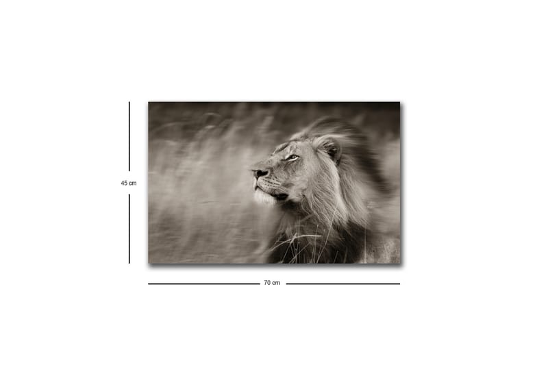 Lerretsbilde med LED-belysning - Statig løveprofil i svart-hvitt - Svart / Grå - Innredning - Bilder & kunst - Lerretsbilder