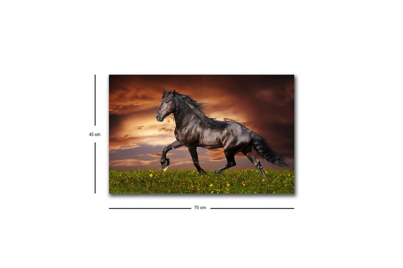 Lerretsbilde med LED-belysning - Stolt svart hest galopperer over en grønn eng - Svart / Grønn / Oransje - Innredning - Bilder & kunst - Lerretsbilder