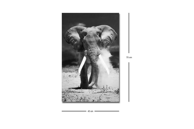 Lerretsbilde med LED-belysning - Storslått elefant i svart-hvitt - Svart / Hvit - Innredning - Bilder & kunst - Lerretsbilder