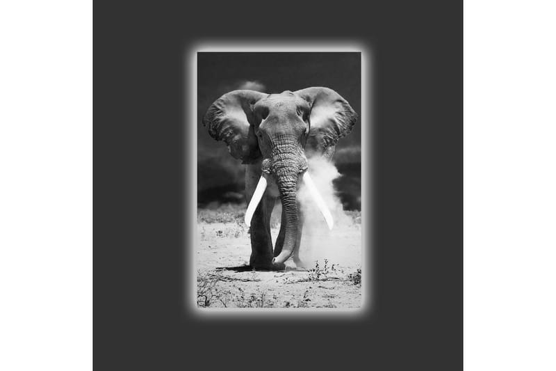 Lerretsbilde med LED-belysning - Storslått elefant i svart-hvitt - Svart / Hvit - Innredning - Bilder & kunst - Lerretsbilder