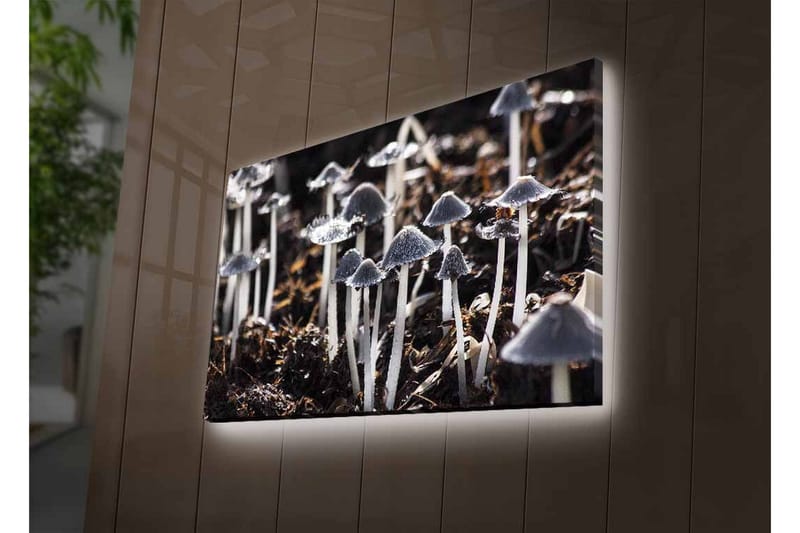 Lerretsbilde med LED-belysning - Svart-hvite sopper i et naturlig miljø - Svart / Hvit / Grå - Innredning - Bilder & kunst - Lerretsbilder