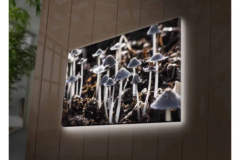 Lerretsbilde med LED-belysning - Svart-hvite sopper i et naturlig miljø - Svart / Hvit / Grå - Innredning - Bilder & kunst - Lerretsbilder