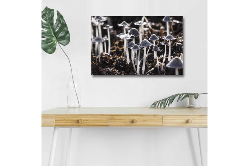 Lerretsbilde med LED-belysning - Svart-hvite sopper i et naturlig miljø, Svart / Hvit / Grå