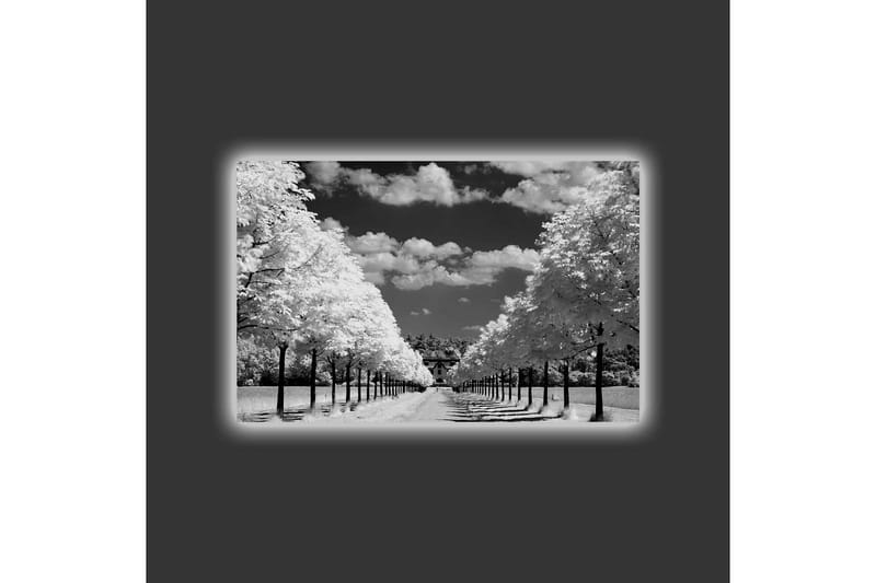 Lerretsbilde med LED-belysning - Svart-hvitt landskapsbilde med allé og hus i bakgrunnen - Svart / Hvit / Grå - Innredning - Bilder & kunst - Lerretsbilder