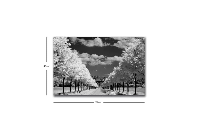 Lerretsbilde med LED-belysning - Svart-hvitt landskapsbilde med allé og hus i bakgrunnen - Svart / Hvit / Grå - Innredning - Bilder & kunst - Lerretsbilder