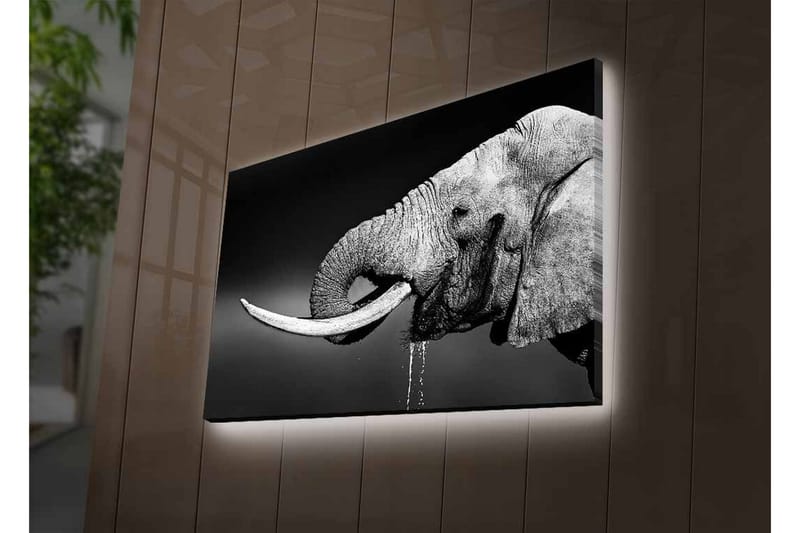 Lerretsbilde med LED-belysning - Svart og hvit elefant med hengende støttenner - Svart / Grå - Innredning - Bilder & kunst - Lerretsbilder