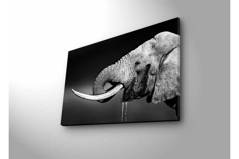 Lerretsbilde med LED-belysning - Svart og hvit elefant med hengende støttenner - Svart / Grå - Innredning - Bilder & kunst - Lerretsbilder