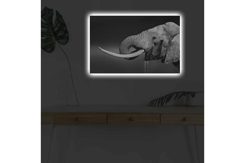 Lerretsbilde med LED-belysning - Svart og hvit elefant med hengende støttenner - Svart / Grå - Innredning - Bilder & kunst - Lerretsbilder