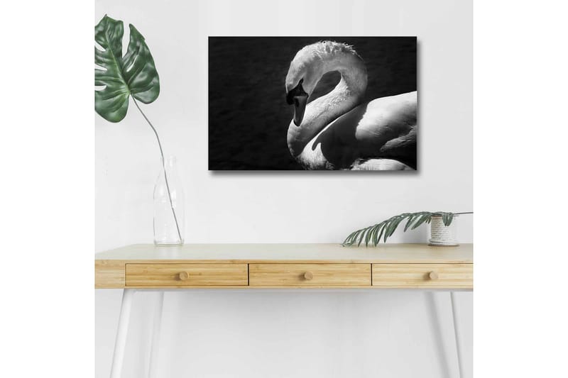 Lerretsbilde med LED-belysning - Svart og hvit svane i elegant positur - Svart / Hvit - Innredning - Bilder & kunst - Lerretsbilder