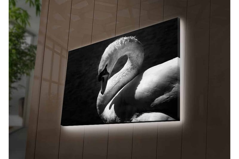 Lerretsbilde med LED-belysning - Svart og hvit svane i elegant positur - Svart / Hvit - Innredning - Bilder & kunst - Lerretsbilder
