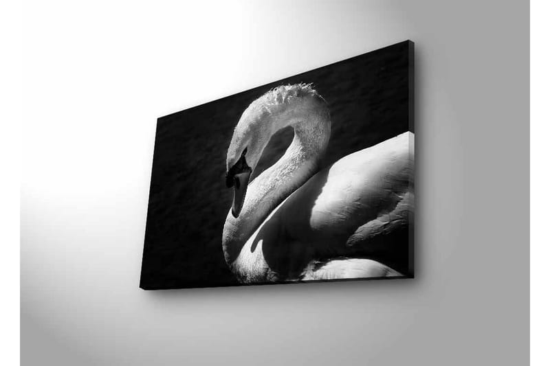 Lerretsbilde med LED-belysning - Svart og hvit svane i elegant positur - Svart / Hvit - Innredning - Bilder & kunst - Lerretsbilder