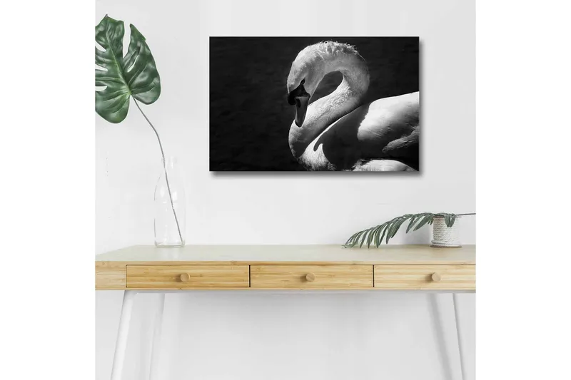 Lerretsbilde med LED-belysning - Svart og hvit svane i elegant positur - Svart / Hvit - Innredning - Bilder & kunst - Lerretsbilder