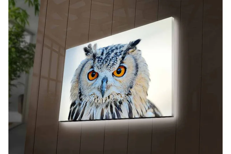 Lerretsbilde med LED-belysning - Ugle med intense øyne og detaljert fjærdrakt - Grå / Oransje / Hvit - Innredning - Bilder & kunst - Lerretsbilder