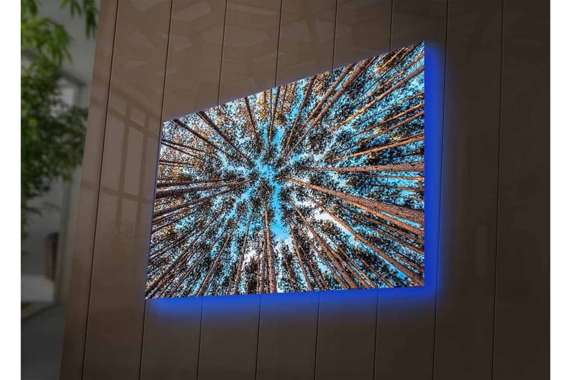 Lerretsbilde med LED-belysning - Utsikt oppover gjennom tretoppene i en skog - Blå / Brun / Grønn - Innredning - Bilder & kunst - Lerretsbilder