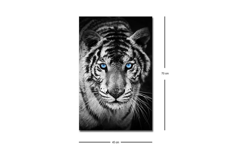 Lerretsbilde med LED-belysning - Portrett av en hvit tiger med blå øyne - Svart / Hvit / Blå - Innredning - Bilder & kunst - Lerretsbilder