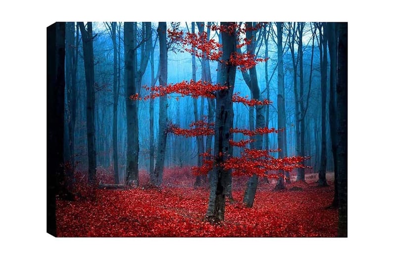 Lerretsbilde - Mystisk skog med røde trær i tåke, Rød / Blå / Grå