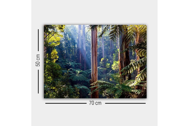 Lerretsbilde - Stille skog med høye eukalyptustrær og frodig vegetasjon - Grønn / Brun / Gul - Innredning - Bilder & kunst - Lerretsbilder