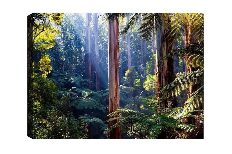 Lerretsbilde - Stille skog med høye eukalyptustrær og frodig vegetasjon, Grønn / Brun / Gul
