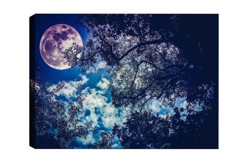Lerretsbilde - Storslått måne som skinner over en nattehimmel med tretoppsilhuett, Mørk blå / Lys blå / Hvit