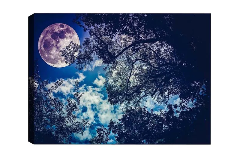 Lerretsbilde - Storslått måne som skinner over en nattehimmel med tretoppsilhuett, Mørk blå / Lys blå / Hvit