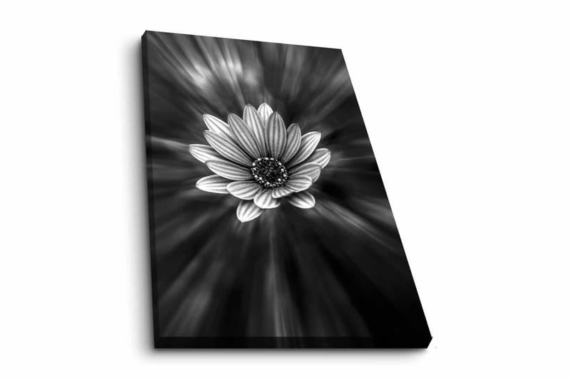 Lerretsbilde - Svart og hvit blomst med lysstråler som skaper en dramatisk effekt - Svart / Hvit / Grå - Innredning - Bilder & kunst - Lerretsbilder