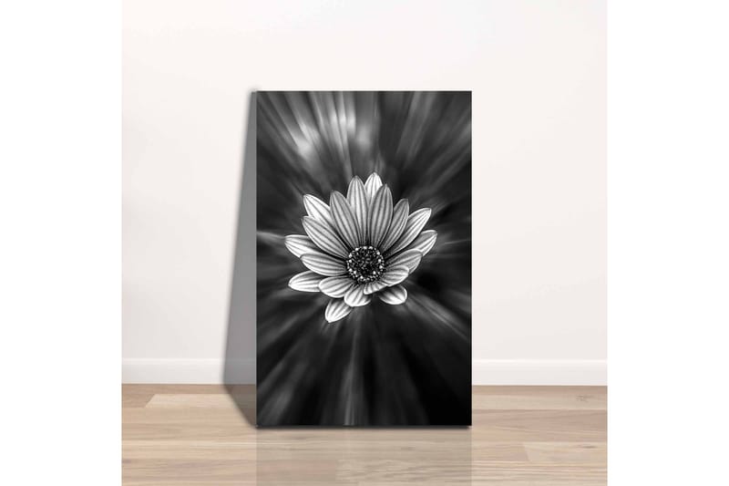 Lerretsbilde - Svart og hvit blomst med lysstråler som skaper en dramatisk effekt - Svart / Hvit / Grå - Innredning - Bilder & kunst - Lerretsbilder