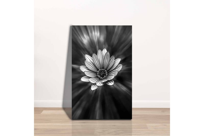 Lerretsbilde - Svart og hvit blomst med lysstråler som skaper en dramatisk effekt - Svart / Hvit / Grå - Innredning - Bilder & kunst - Lerretsbilder