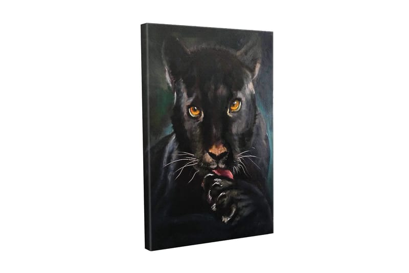 Lerretsbilde - Svart panter med intense øyne som slikker poten sin, Svart / Gull / Mørkegrønn