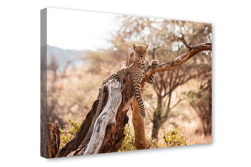 Lerretsmaling 75x100 Gepard - Lerretsbilder