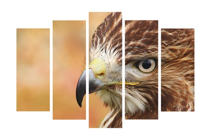 Stort lerretsbilde i 5 deler 105x70 cm - Nærbilde av en majestetisk hauk med fokus på ansiktet og øynene - Brun / Grå / Gul - Innredning - Bilder & kunst - Lerretsbilder
