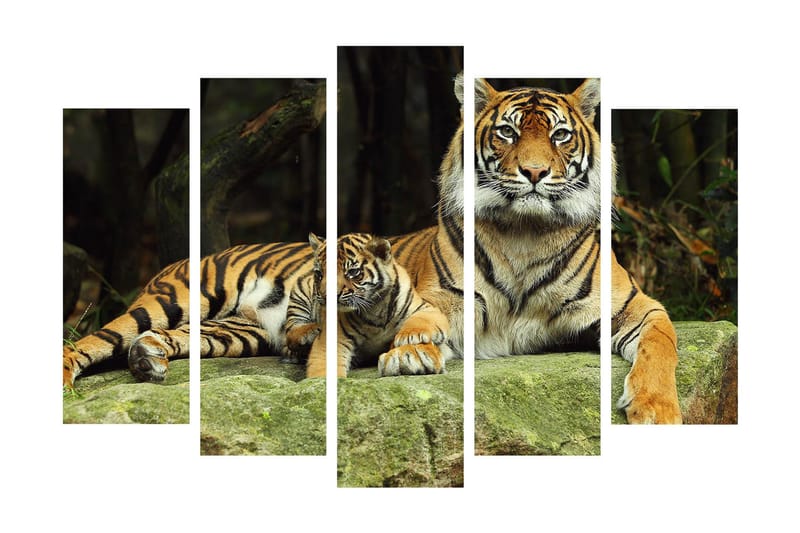 Stort lerretsbilde i 5 deler 105x70 cm - Stolt tiger med unge hvilende på en stein - Oransje / Svart / Beige - Innredning - Bilder & kunst - Lerretsbilder