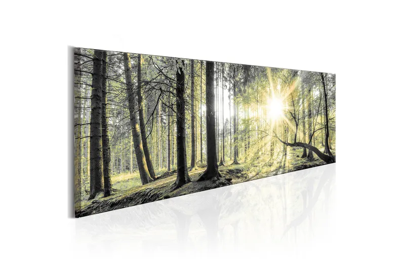 Tavla Morning Forest VALUE_MISSING_2 120x40 - Innredning - Bilder & kunst - Lerretsbilder