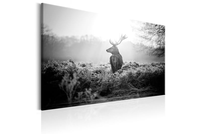 Tavle Black And White Deer 120X80 - Artgeist sp. z o. o. - Innredning - Bilder & kunst - Lerretsbilder