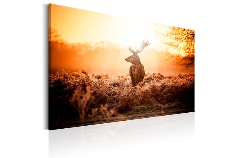 Tavle Deer In The Sun 90X60 - Artgeist sp. z o. o. - Innredning - Bilder & kunst - Lerretsbilder